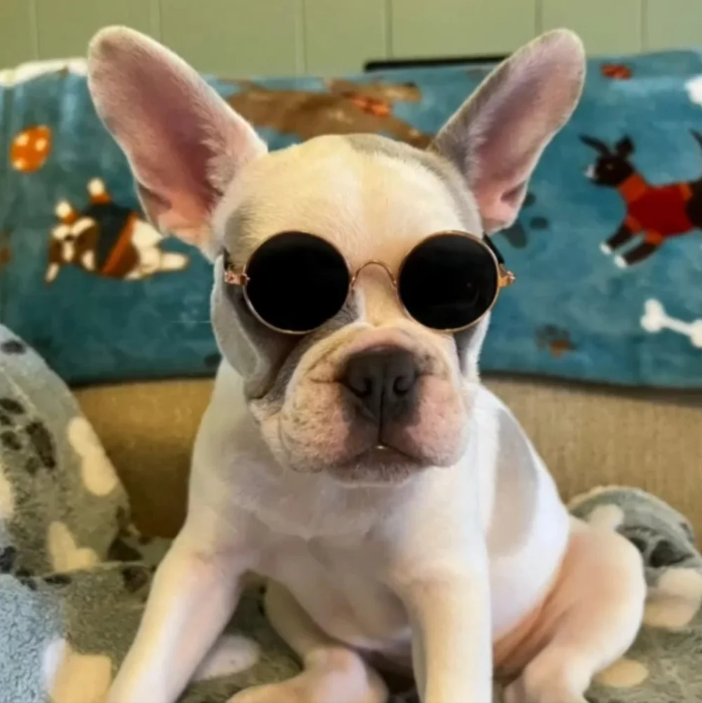 Pet Sunglasses Small Dog Cat UV Protection Round Rose Gold Frame Pet Glasses New